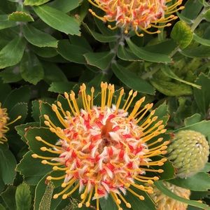 Meet your Posher, Dana